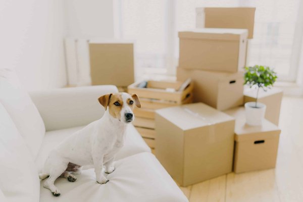 Quels accessoires de confort ajouter à une Triumph Tiger 800 pour des trajets longue durée ?